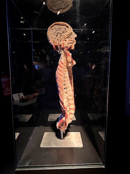 Wycieczka na wystawę Body Worlds - Circle of Life